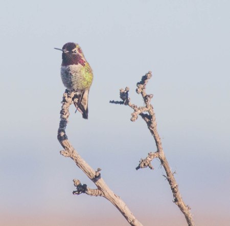 Anna's Hummingbird / Photo by Ilana DeBare